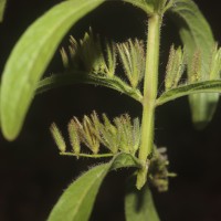 Andrographis echioides (L.) Nees